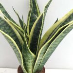 Sanseveria Superba - Image 2