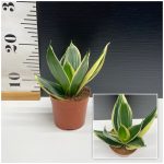 Sanseveria Hahnii