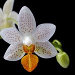 Phalaenopsis - Mini Mark