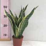 Sanseveria Superba