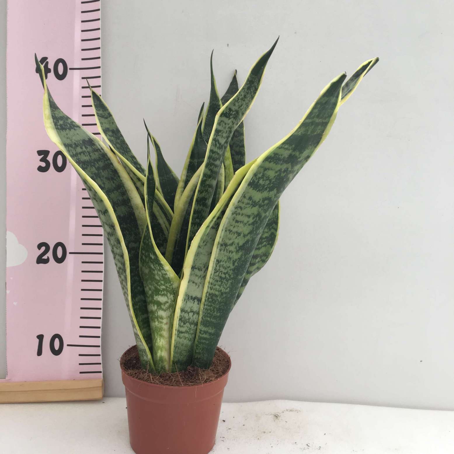 sanseveria superba Sanseveria Superba - Image 1