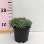 Graptoveria Silver Star