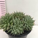Graptoveria Silver Star - Image 2