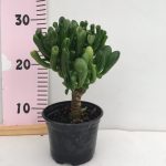 Crassula Ovata Coral