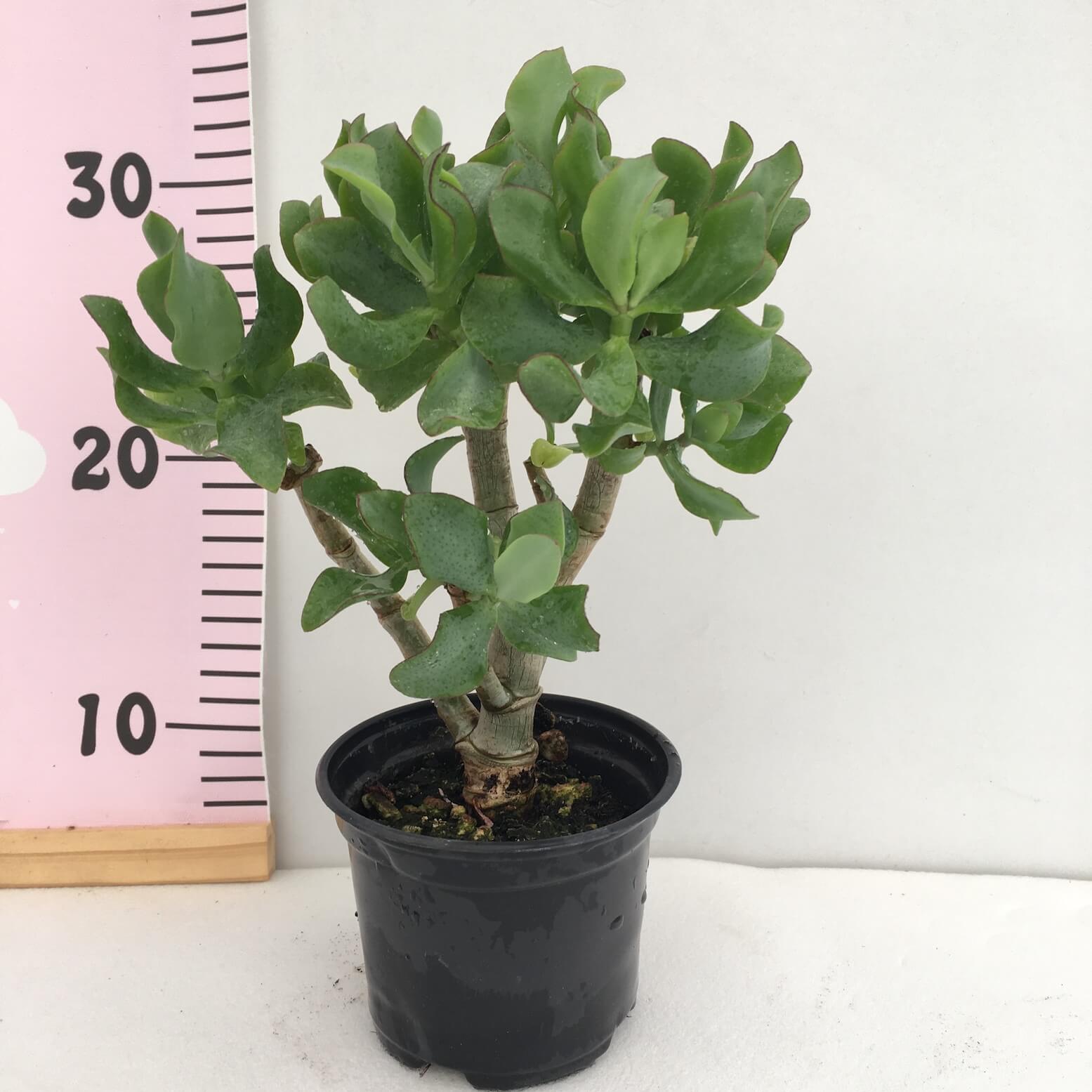 IMG_1470 Crassula arb. Curly - Image 1