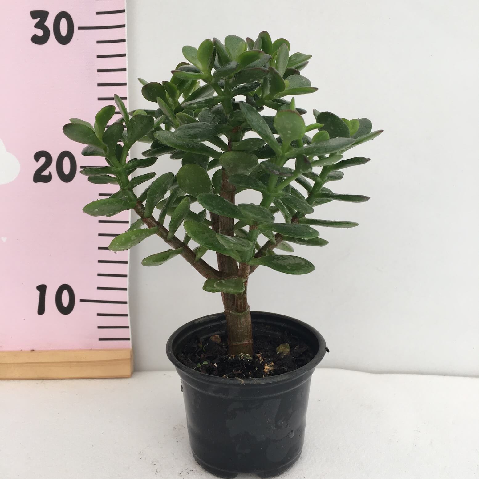 IMG_1471 Crassula Minor - Image 1
