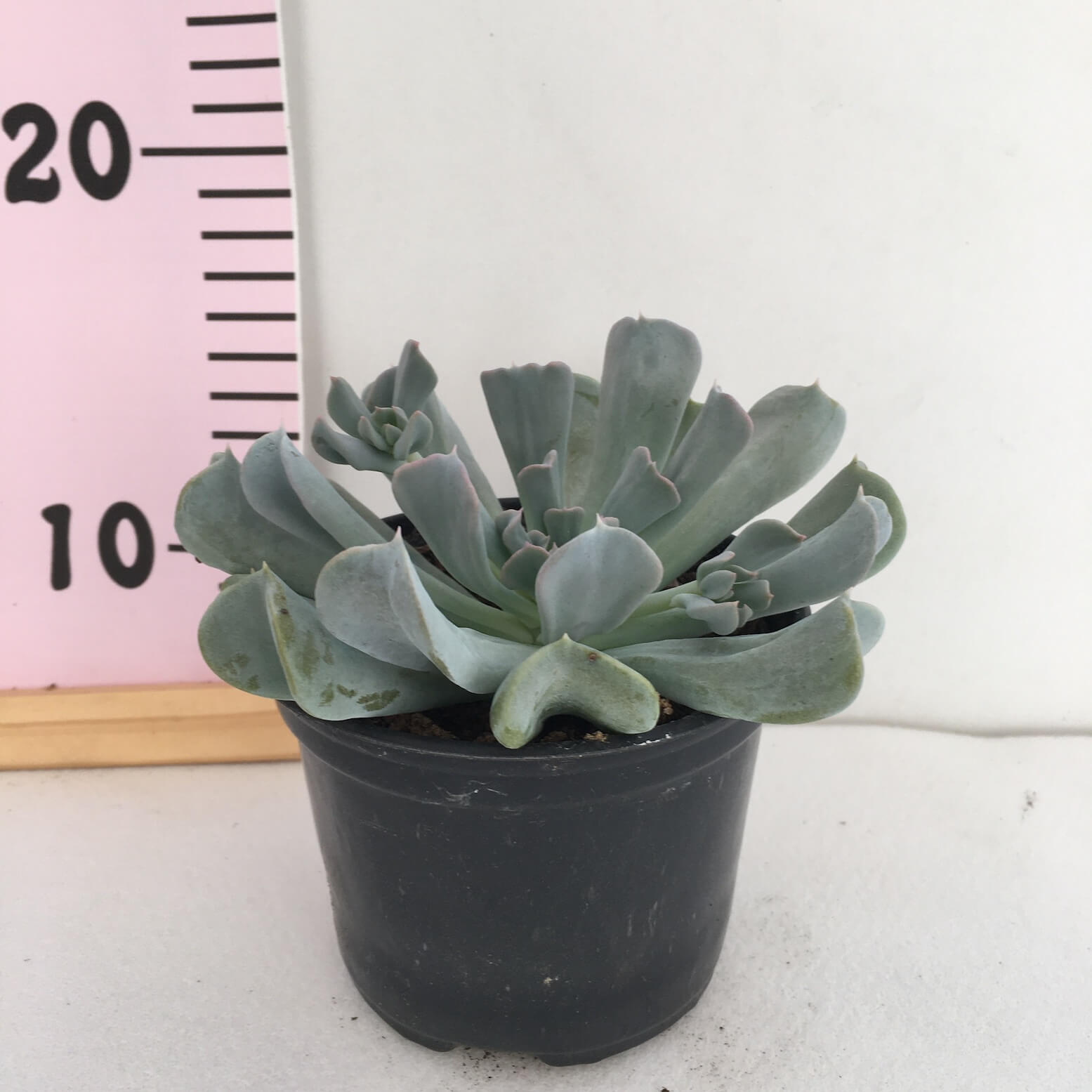 IMG_1476 Echeveria topsy turvy - Image 1