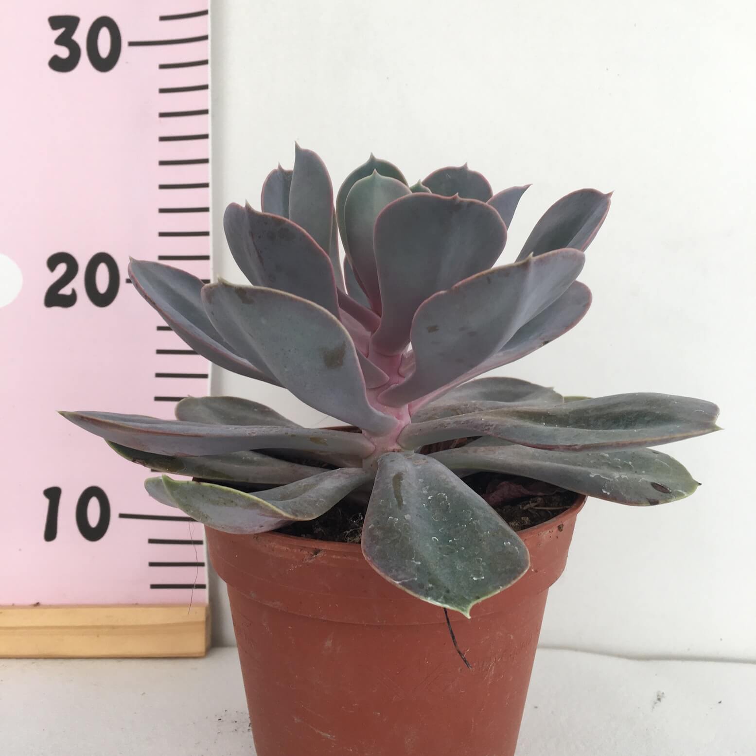 IMG_1477 Echeveria perle von nurberg - Image 1