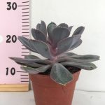 Echeveria perle von nurberg