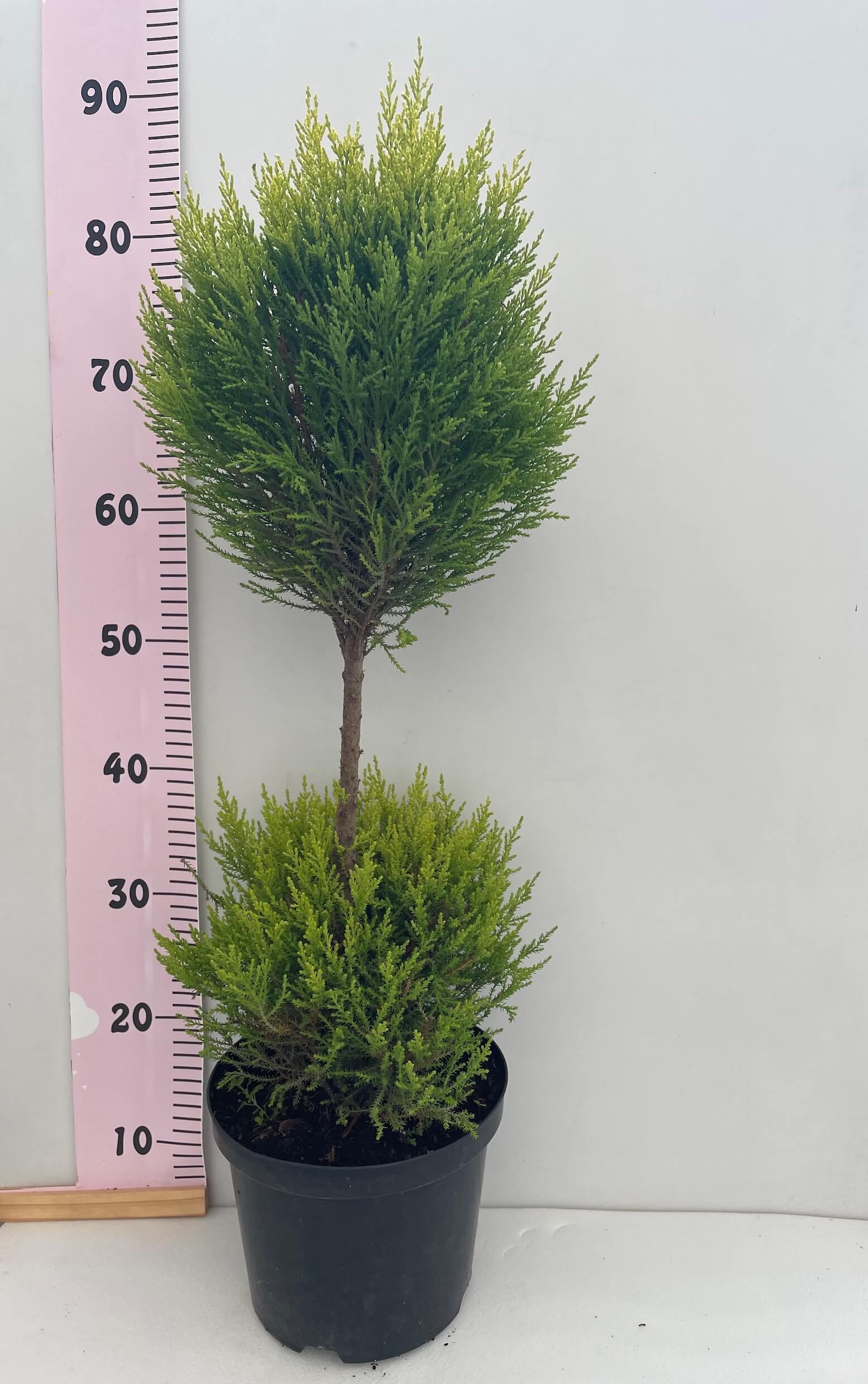 IMG_9401 Cupressus Macr. Gold Crest - Image 1