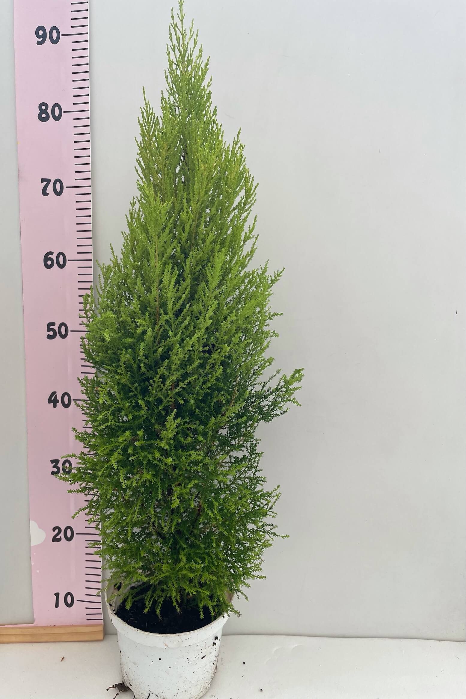 IMG_9402 Cupressus Macr. Gold Crest - Image 1