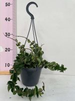 Hoya Carnosa Compacta