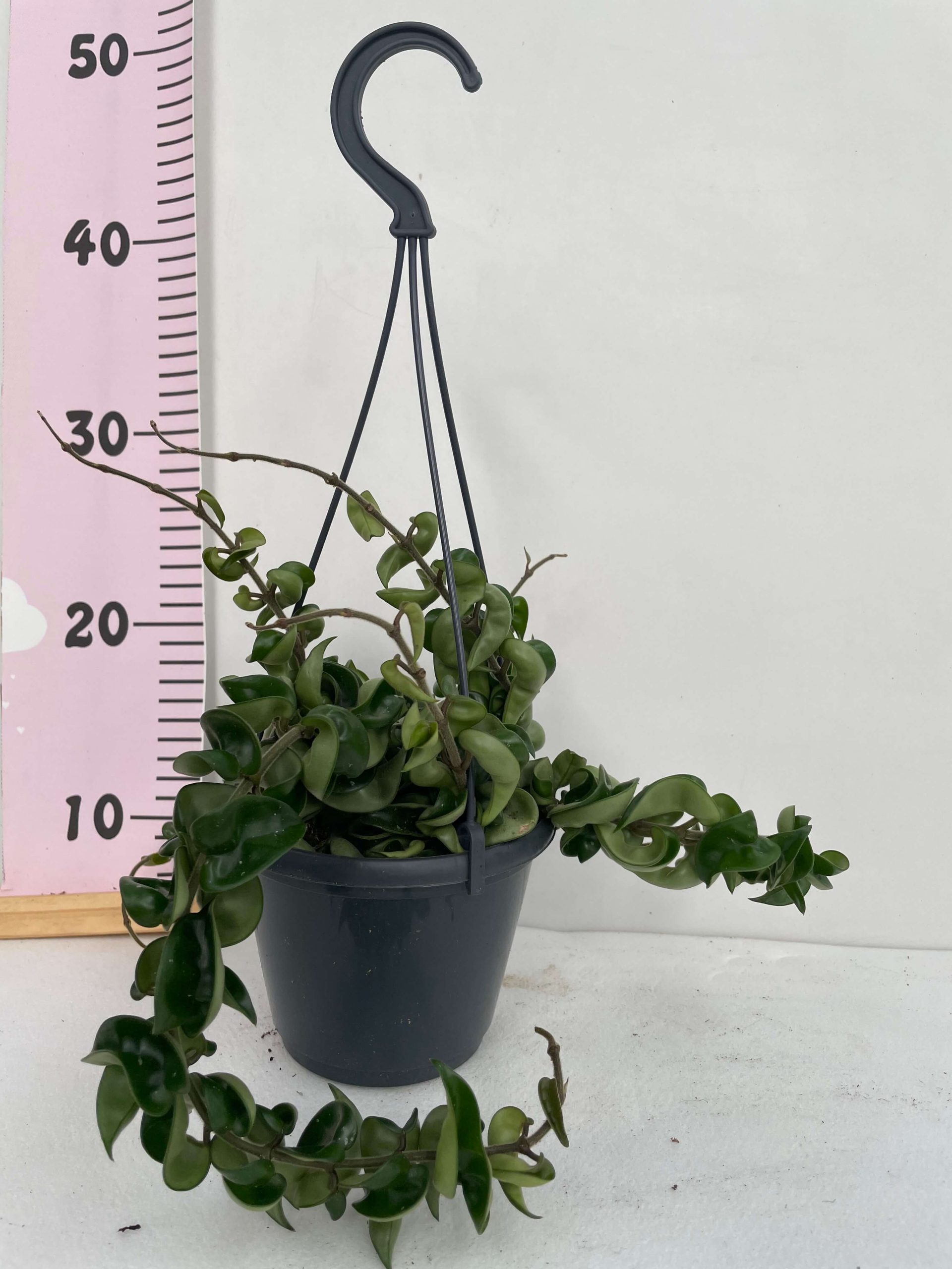 hoya carnosa compacta1 hoya carnosa compacta1 scaled • Ελληνικές Ορχιδέες • Μοναδικές ορχιδέες με στυλ και αρώματα!