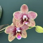 Ορχιδέα Phalaenopsis - Cocodoro