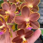 Ορχιδέα Phalaenopsis - Belladoro