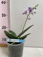 Ορχιδέα Phalaenopsis Blue Pearl Aida - Image 2