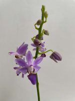 Ορχιδέα Phalaenopsis Blue Pearl Aida