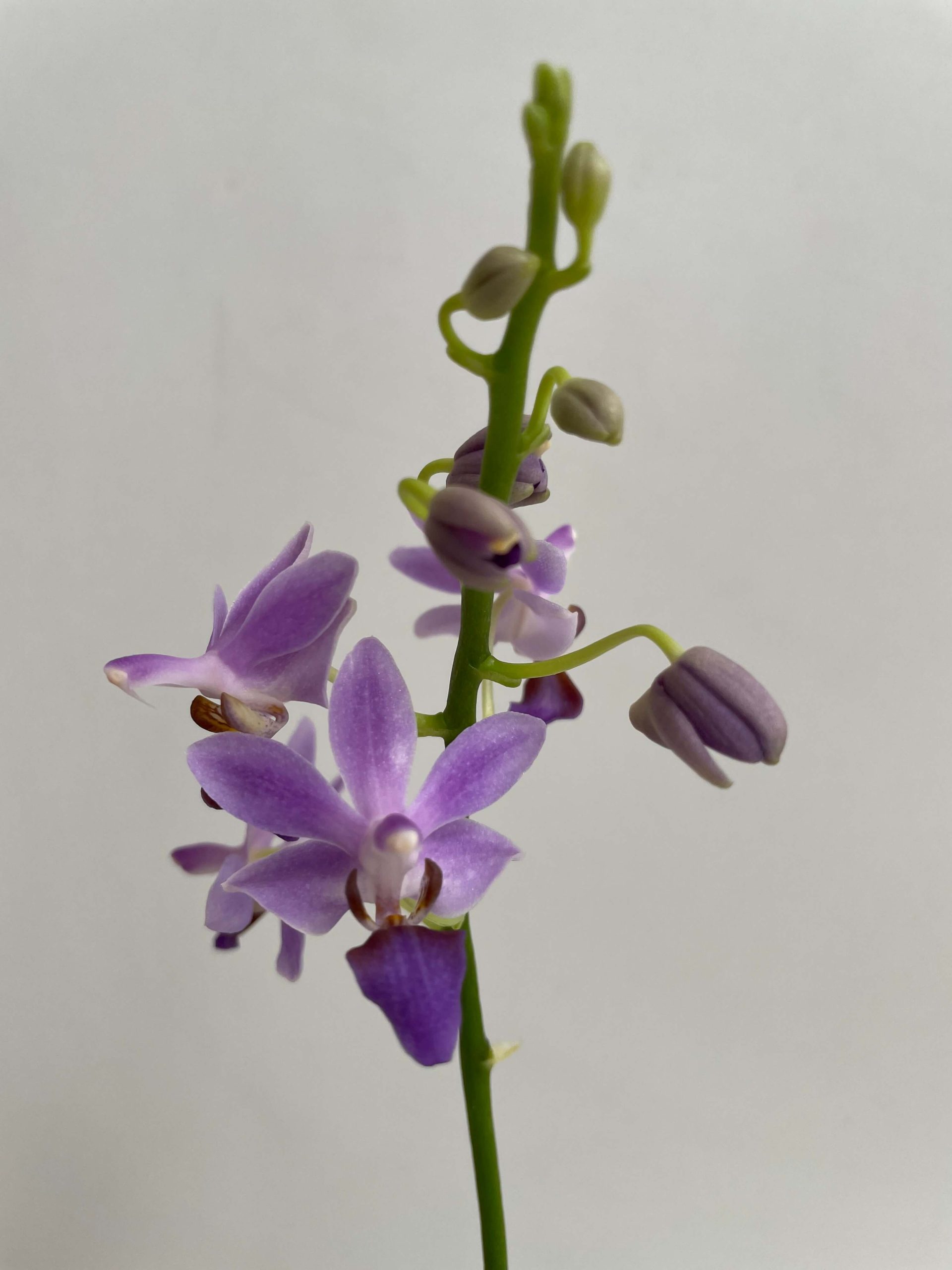 IMG_2087 Ορχιδέα Phalaenopsis Blue Pearl Aida - Image 1