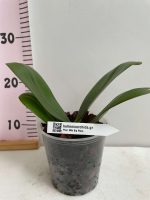 Ορχιδέα Phalaenopsis Miki Big Wave - Image 2