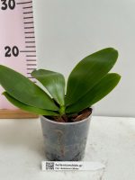 Ορχιδέα Phalaenopsis Meidarland Chambe - Image 2