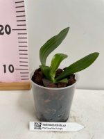 Ορχιδέα Phalaenopsis Tying Shin Fly Eagle - Image 2