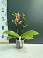 Ορχιδέα Phalaenopsis Golden Sand - Image 2