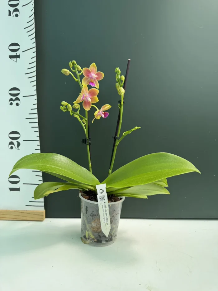 Ορχιδέα Phalaenopsis Golden Sand - Image 2
