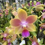 Ορχιδέα Phalaenopsis Golden Sand