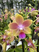 Ορχιδέα Phalaenopsis Golden Sand