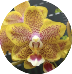 Ορχιδέα Phalaenopsis Miki Big Wave