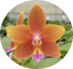Ορχιδέα Phalaenopsis Meidarland Chambe