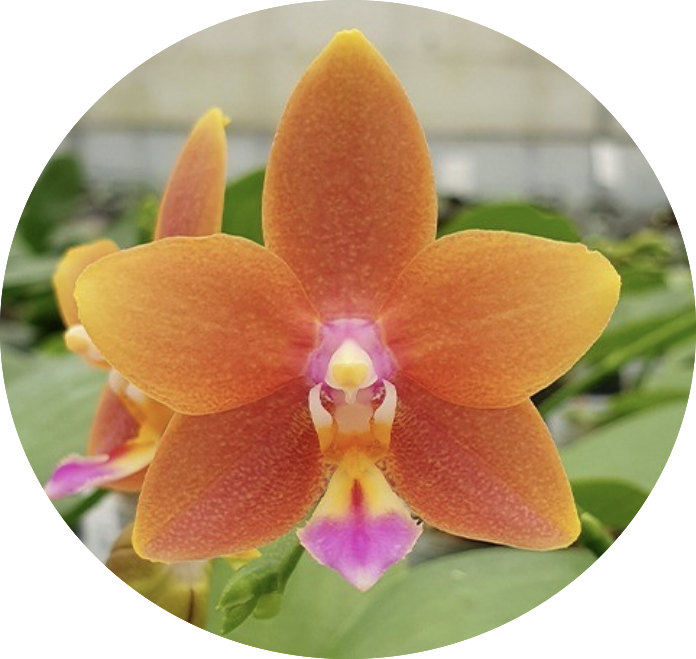 Phalaenopsis Meidarland Chambe Ορχιδέα Phalaenopsis Meidarland Chambe - Image 1