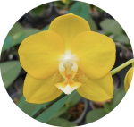 Ορχιδέα Phalaenopsis Sogo Shito