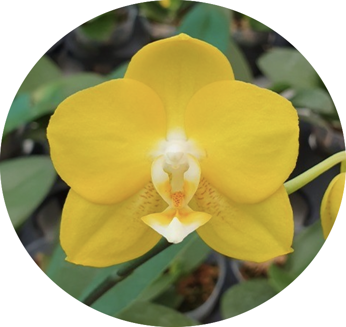 Phalaenopsis Sogo Shito Ορχιδέα Phalaenopsis Sogo Shito - Image 1