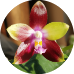 Ορχιδέα Phalaenopsis Tying Shin Fly Eagle