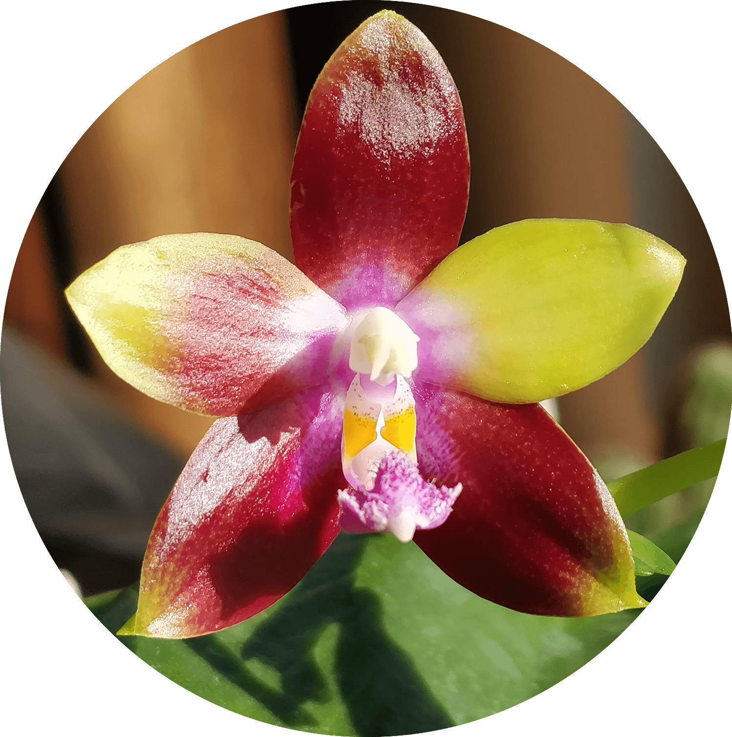 Phalaenopsis Tying Shin Fly Eagle Ορχιδέα Phalaenopsis Tying Shin Fly Eagle - Image 1