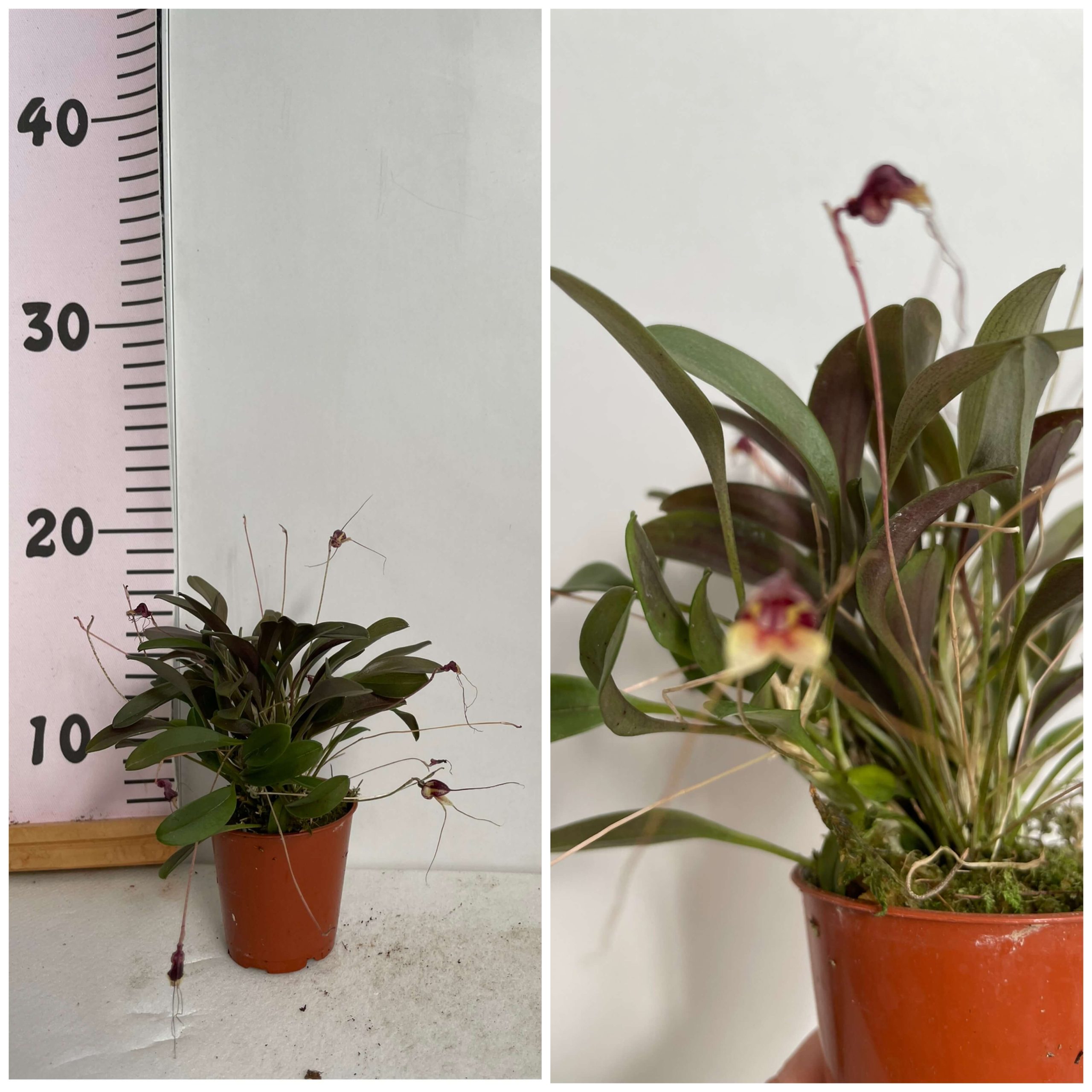 IMG_3080 Masdevallia Nidifica Botanik - Image 1