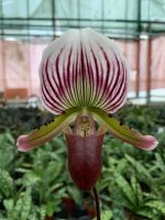 Ορχιδέα Paphiopedilum Callosum - Image 2