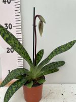 Ορχιδέα Paphiopedilum Callosum