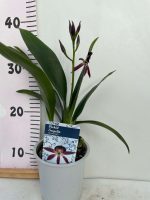Ορχιδέα Encyclia Psh. Cochleata x Epc. Miva Etoile 1tak