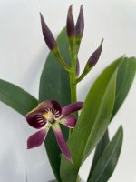 Ορχιδέα Encyclia Psh. Cochleata x Epc. Miva Etoile 1tak - Image 2