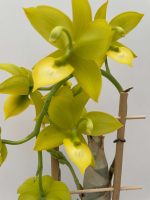 Ορχιδέα Cycnodes Jumbo Puff Yellow - Image 2