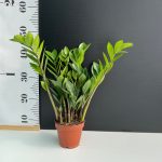 Zamia Zamioculcas ( z.z. plant )