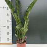 Zamia Zamioculcas (z.z. plant)