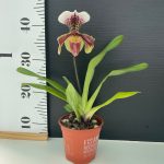 Ορχιδέα Paphiopedilum Americano