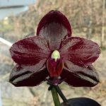 Ορχιδεα salu's fragrancy Black Leaves