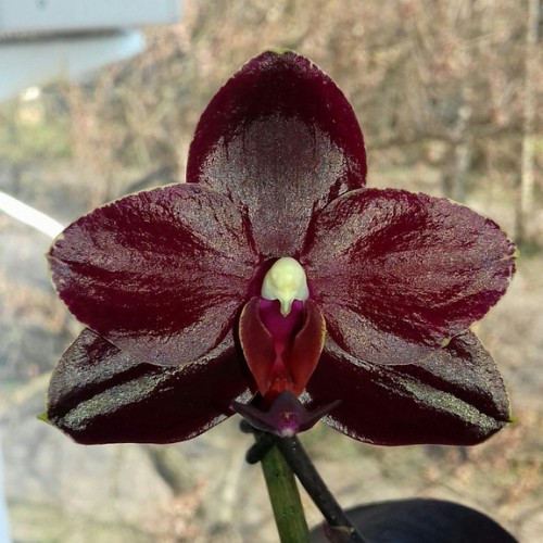__29_falenopsis_salus_fragrancy_razmer_2_5_30_sht-rj49q Ορχιδεα salu's fragrancy Black Leaves - Image 1