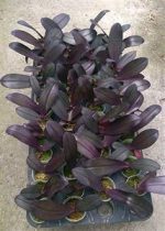 Ορχιδεα salu's fragrancy Black Leaves - Image 2