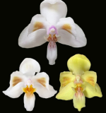 Ορχιδέα Phal. Celebensis × sib AROMA