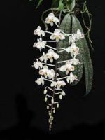 Ορχιδέα Phal. Celebensis × sib AROMA - Image 2